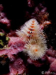 This image of Christmas Tree Worms was taken while diving... by Steven Anderson 